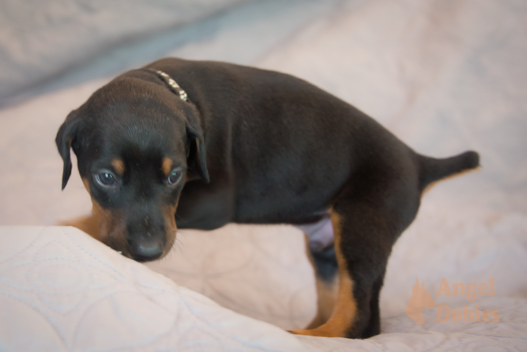 doberman puppy for sale with purple collar