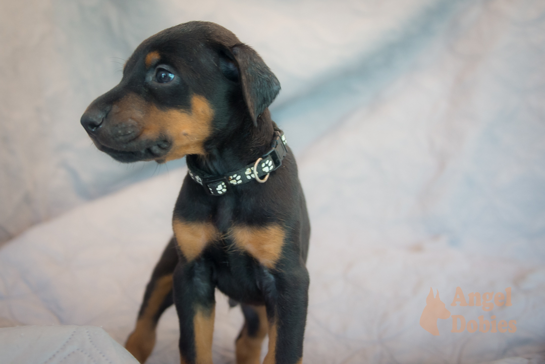 doberman puppy for sale with purple collar