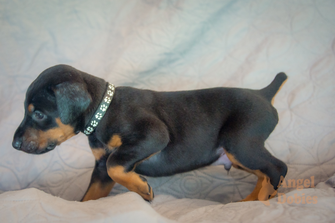 doberman puppy for sale with purple collar