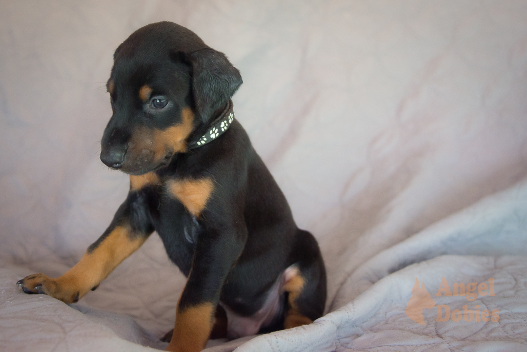 doberman puppy for sale with purple collar