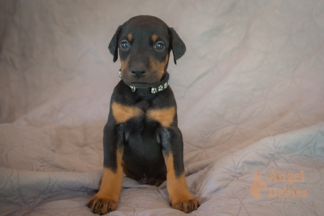 doberman puppy for sale with purple collar