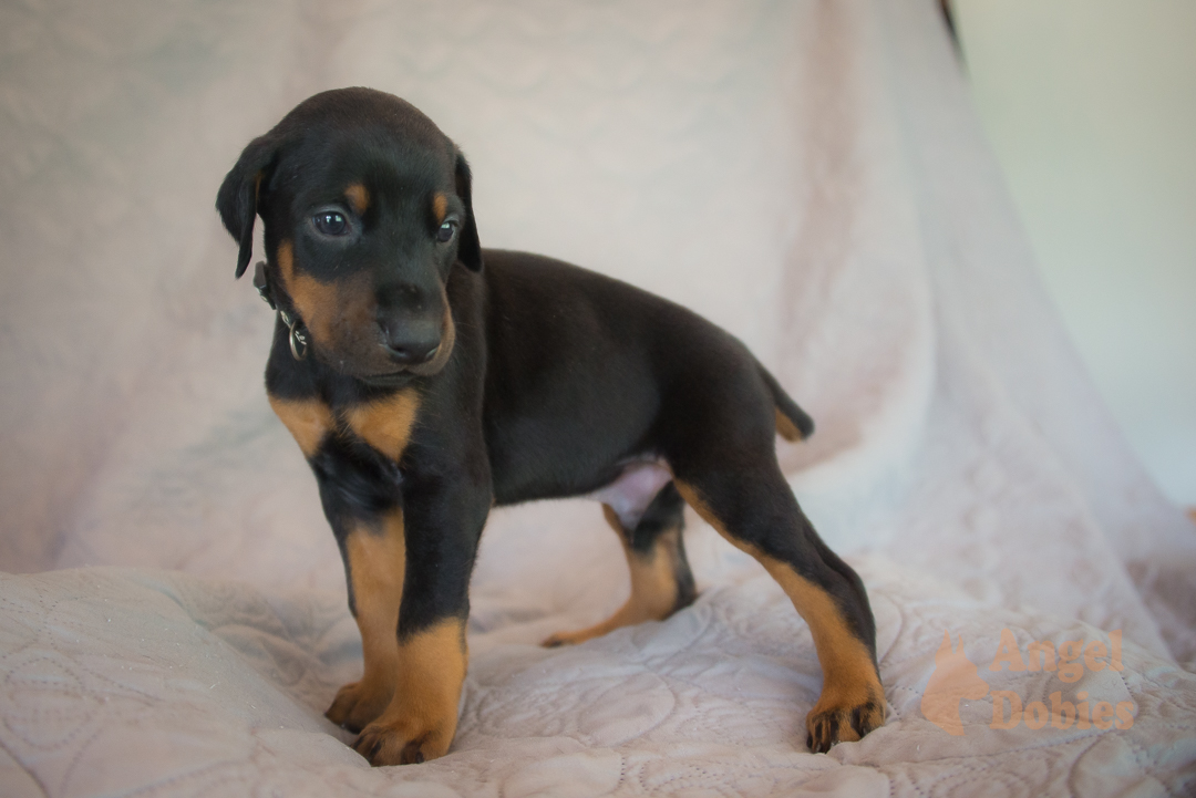 doberman puppy for sale with purple collar