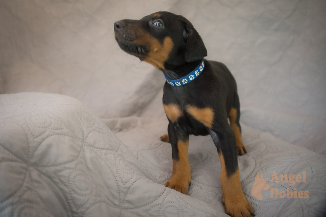 doberman puppy for sale Black-White collar