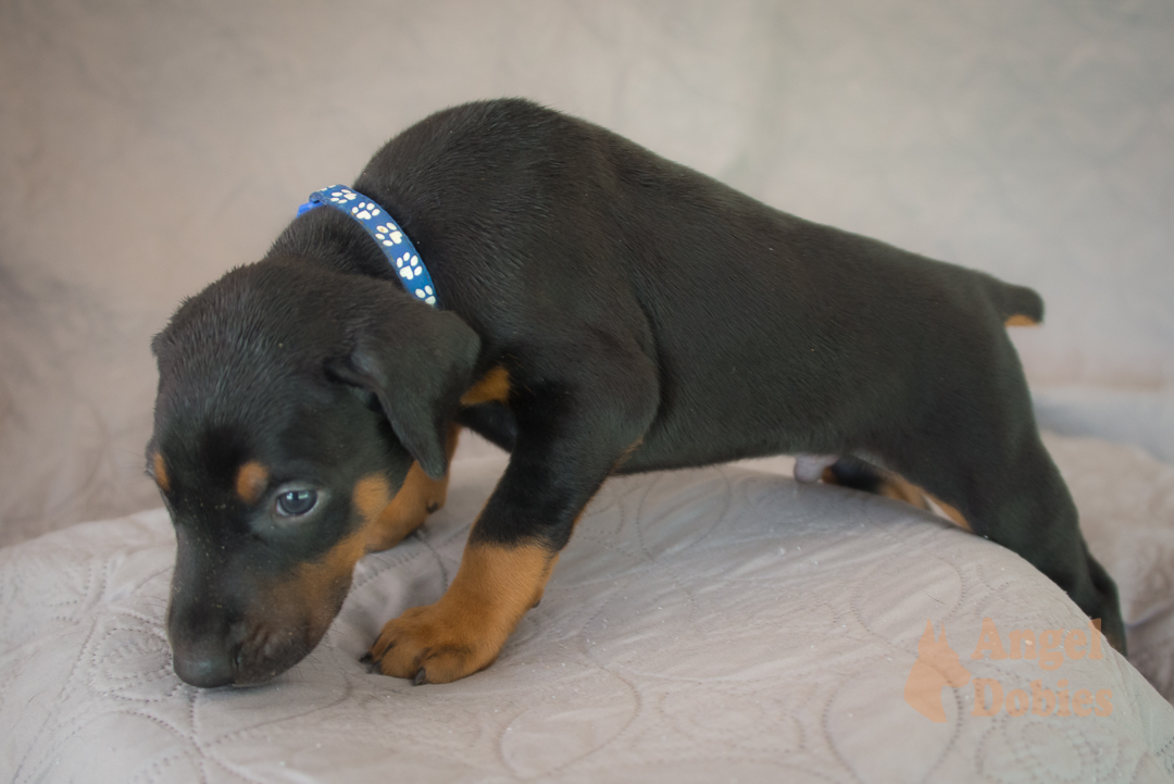 doberman puppy for sale Black-White collar