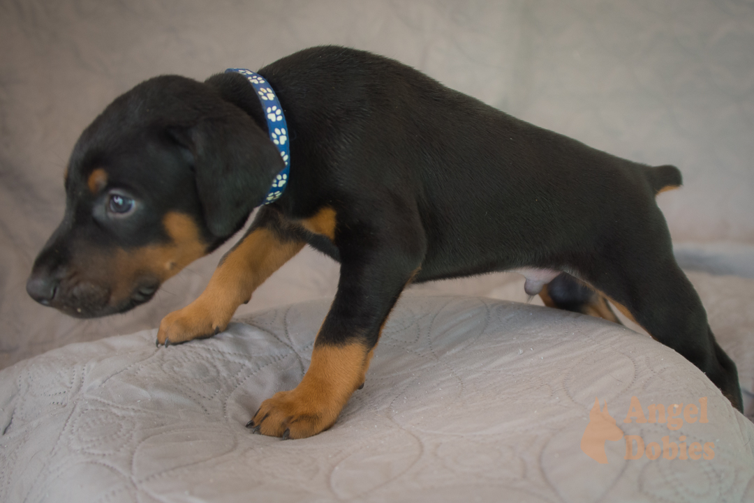 doberman puppy for sale Black-White collar