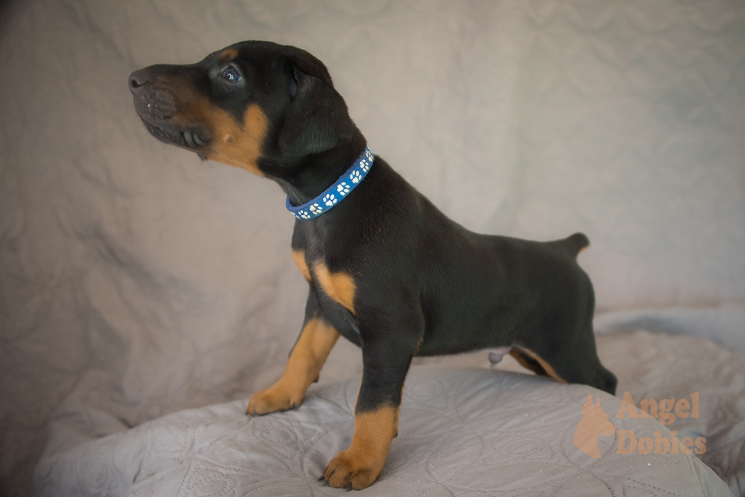 doberman puppy for sale Black-White collar