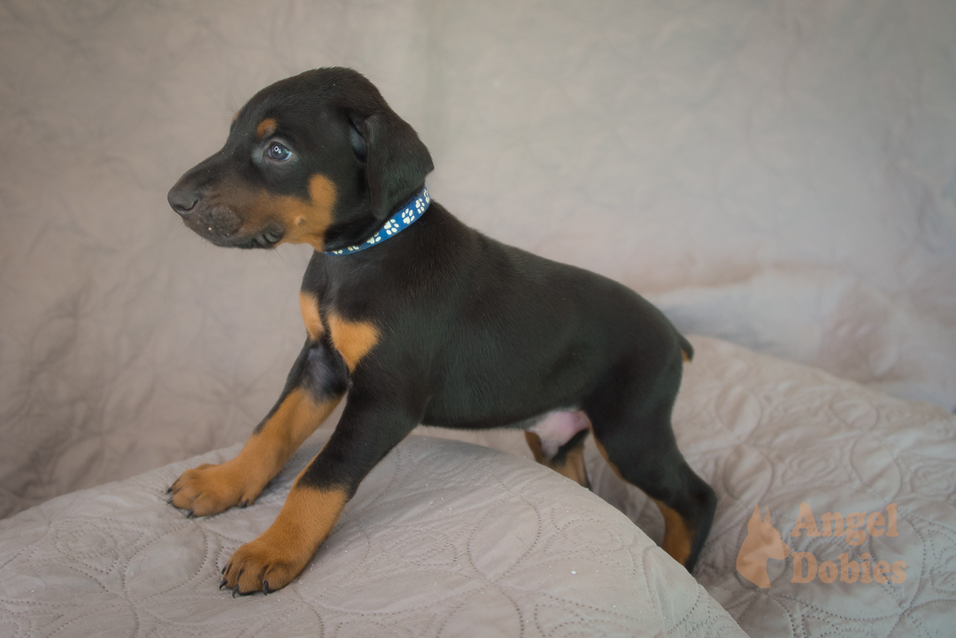 doberman puppy for sale Black-White collar