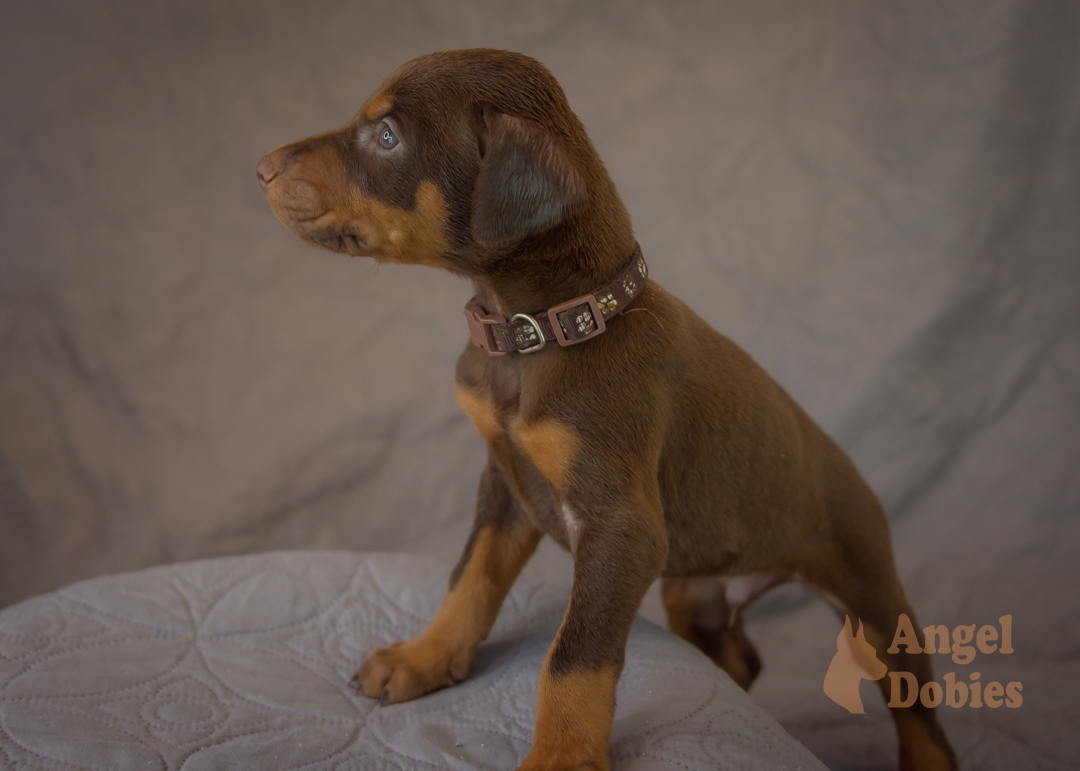 doberman puppy for sale with purple collar