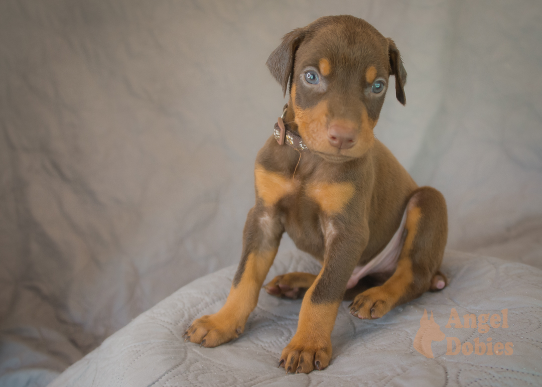 doberman puppy for sale with purple collar