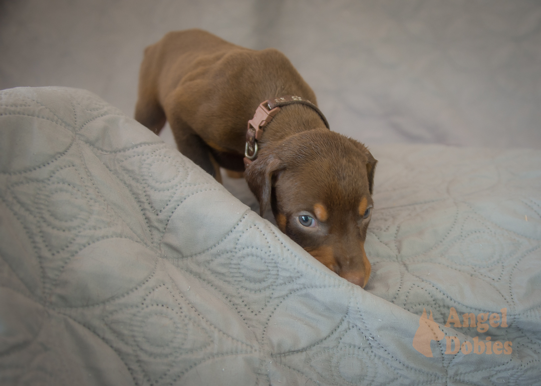 doberman puppy for sale with purple collar