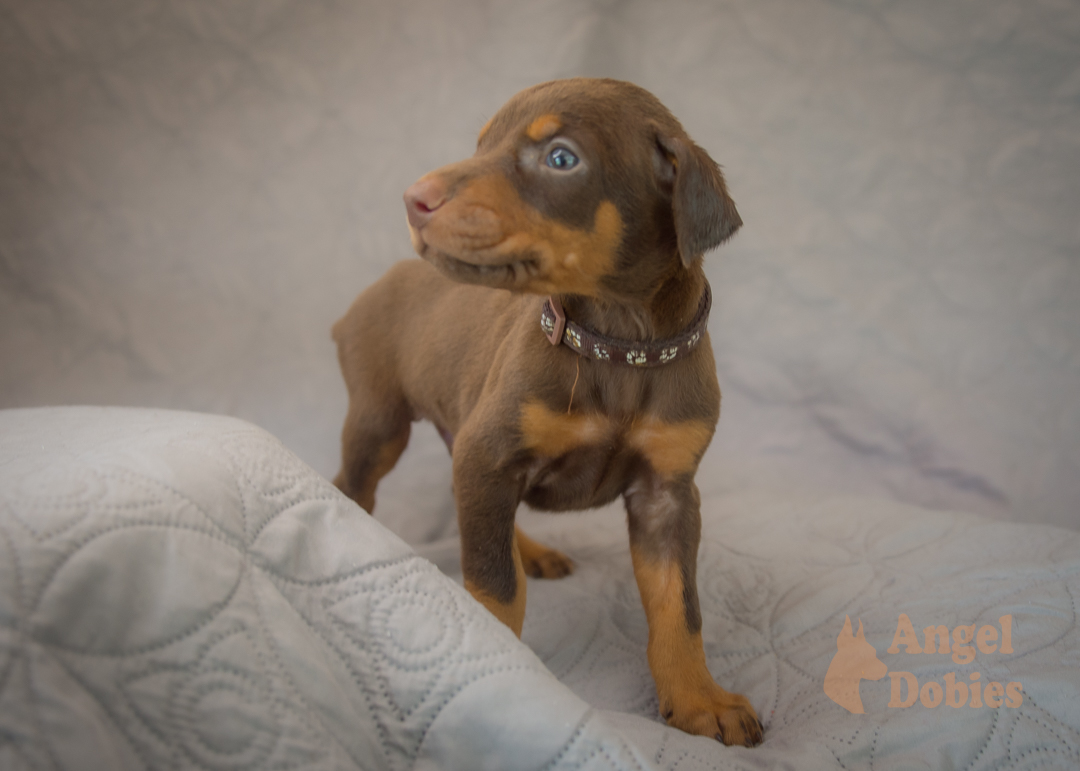 doberman puppy for sale with purple collar