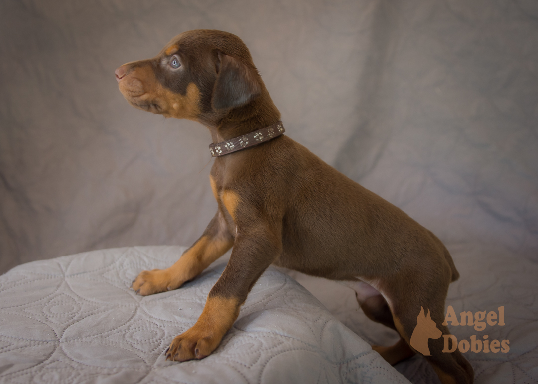 doberman puppy for sale with purple collar