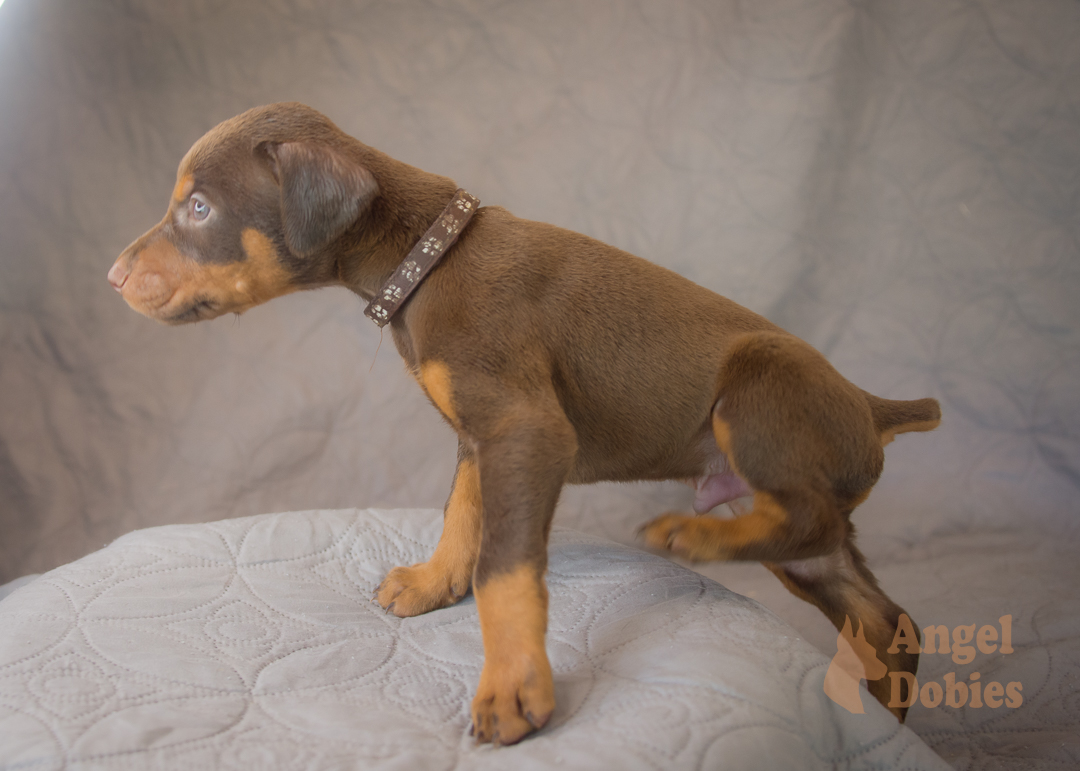 doberman puppy for sale with purple collar