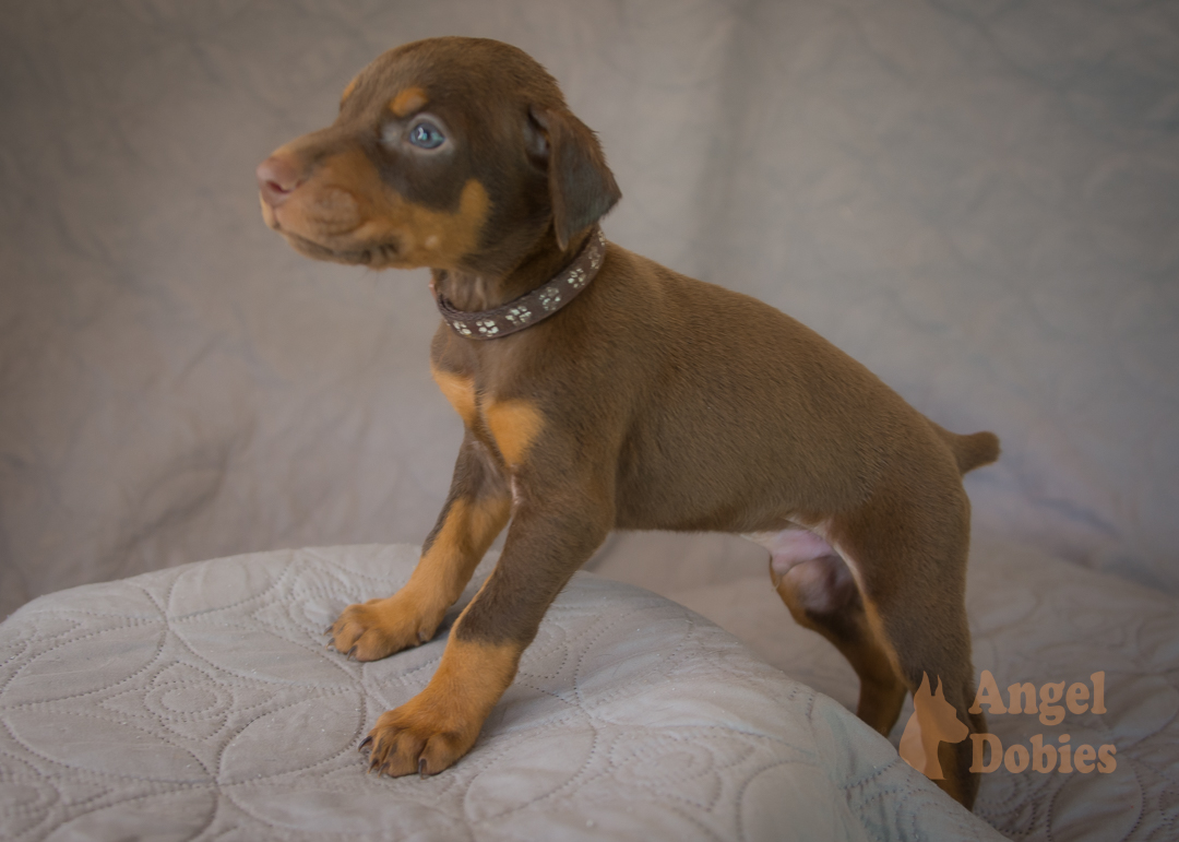 doberman puppy for sale with purple collar