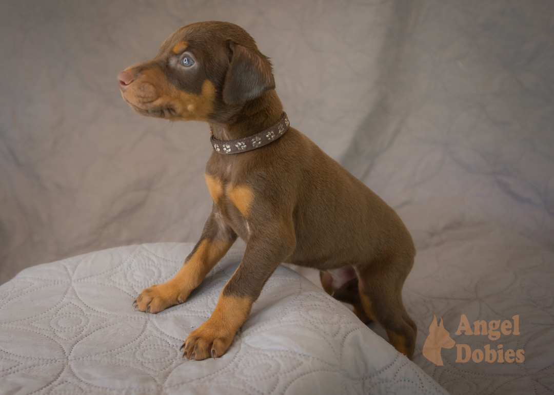 doberman puppy for sale with purple collar