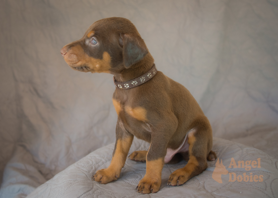 doberman puppy for sale with purple collar