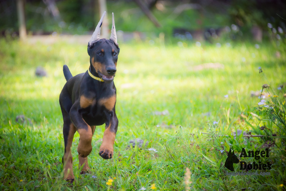 doberman puppy for sale Black-White collar