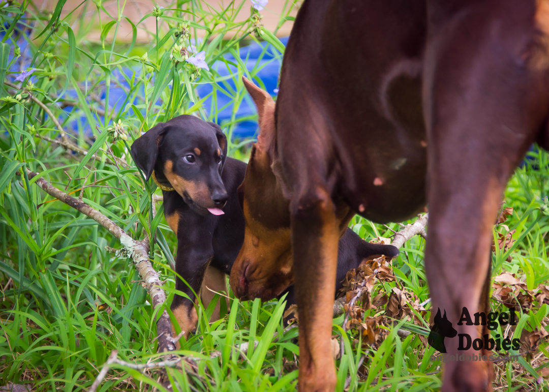 doberman puppy for sale Black-White collar