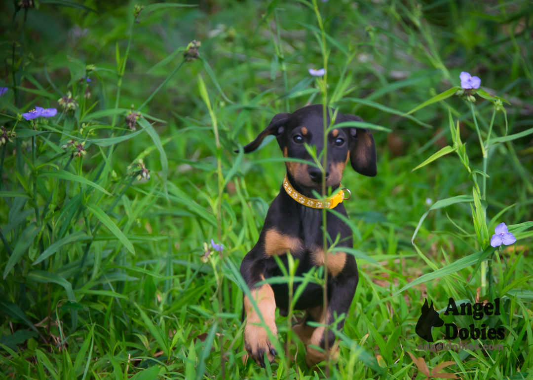 doberman puppy for sale Black-White collar