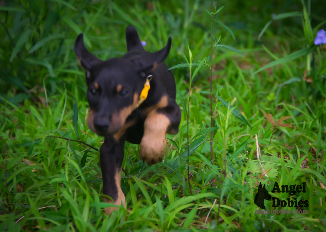 doberman puppy for sale Black-White collar