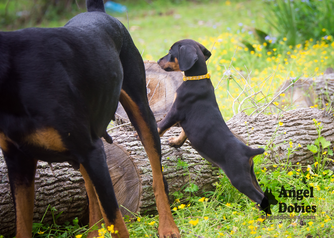 doberman puppy for sale Black-White collar