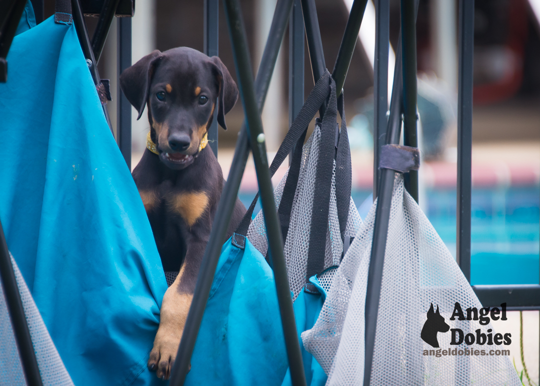 doberman puppy for sale Black-White collar