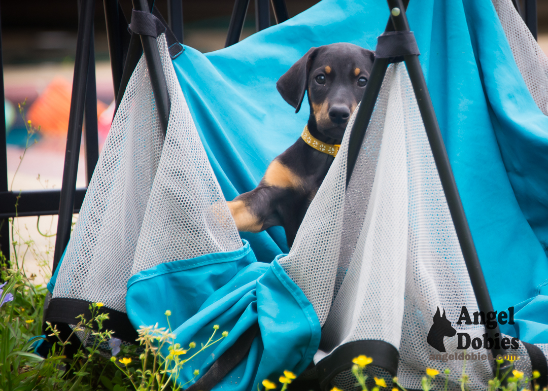 doberman puppy for sale Black-White collar