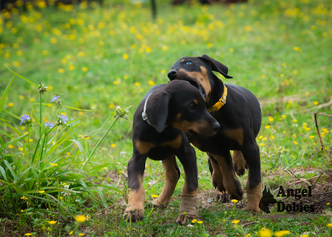 doberman puppy for sale Black-White collar