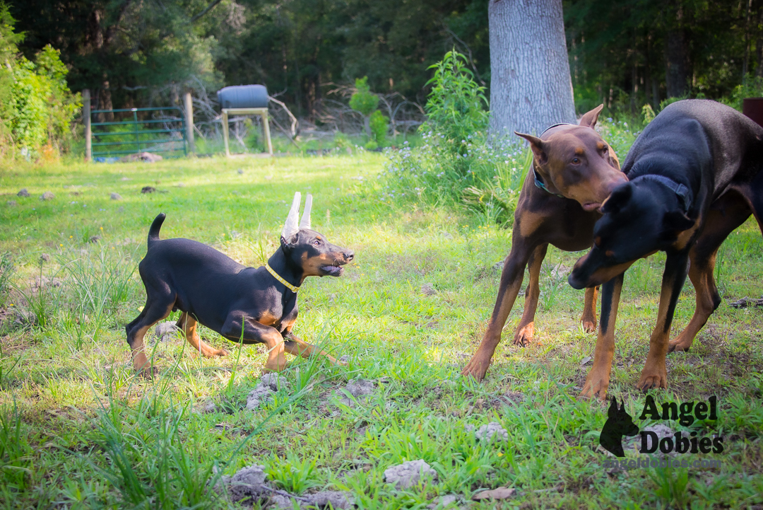 doberman puppy for sale Black-White collar