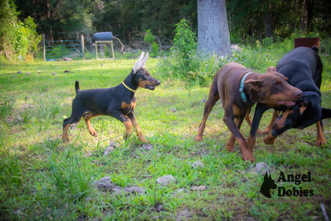 doberman puppy for sale Black-White collar