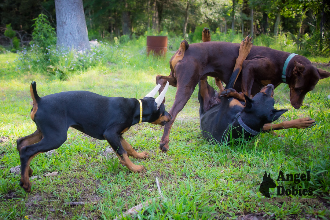 doberman puppy for sale Black-White collar