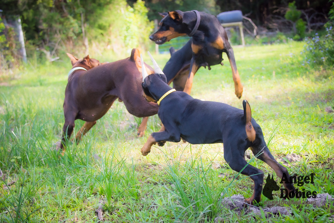 doberman puppy for sale Black-White collar