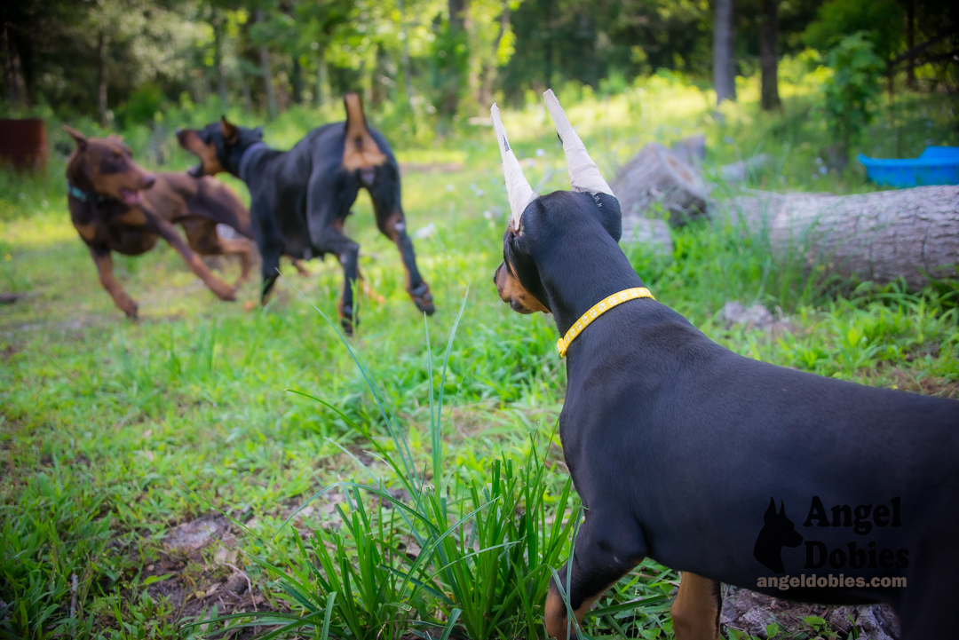 doberman puppy for sale Black-White collar