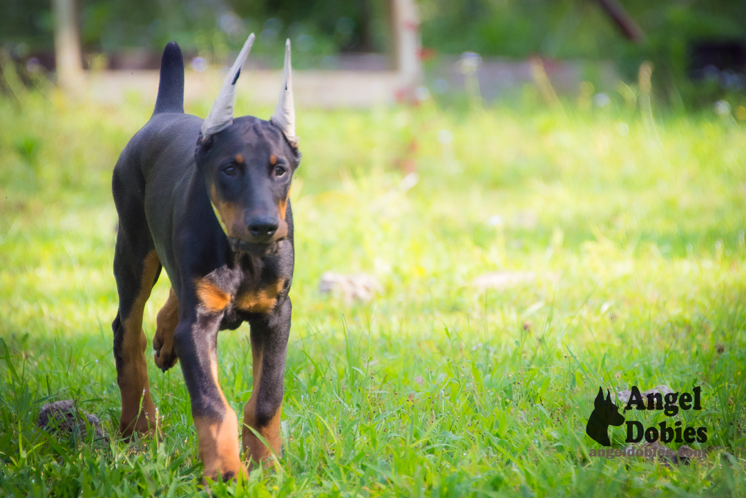 doberman puppy for sale Black-White collar