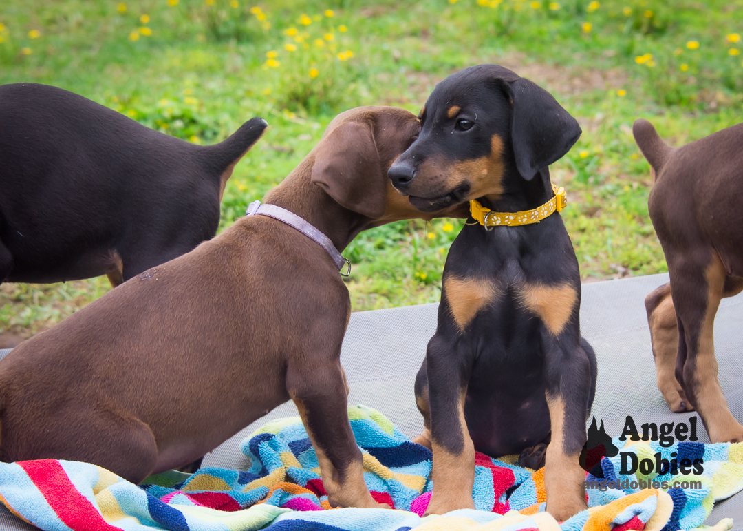 doberman puppy for sale Black-White collar