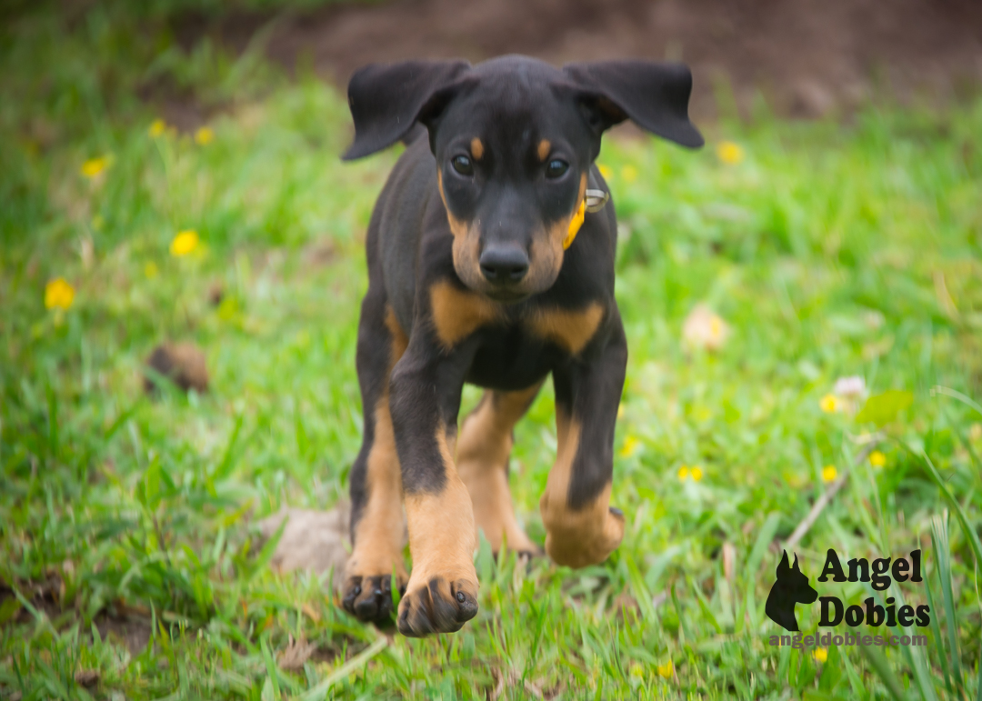 doberman puppy for sale Black-White collar