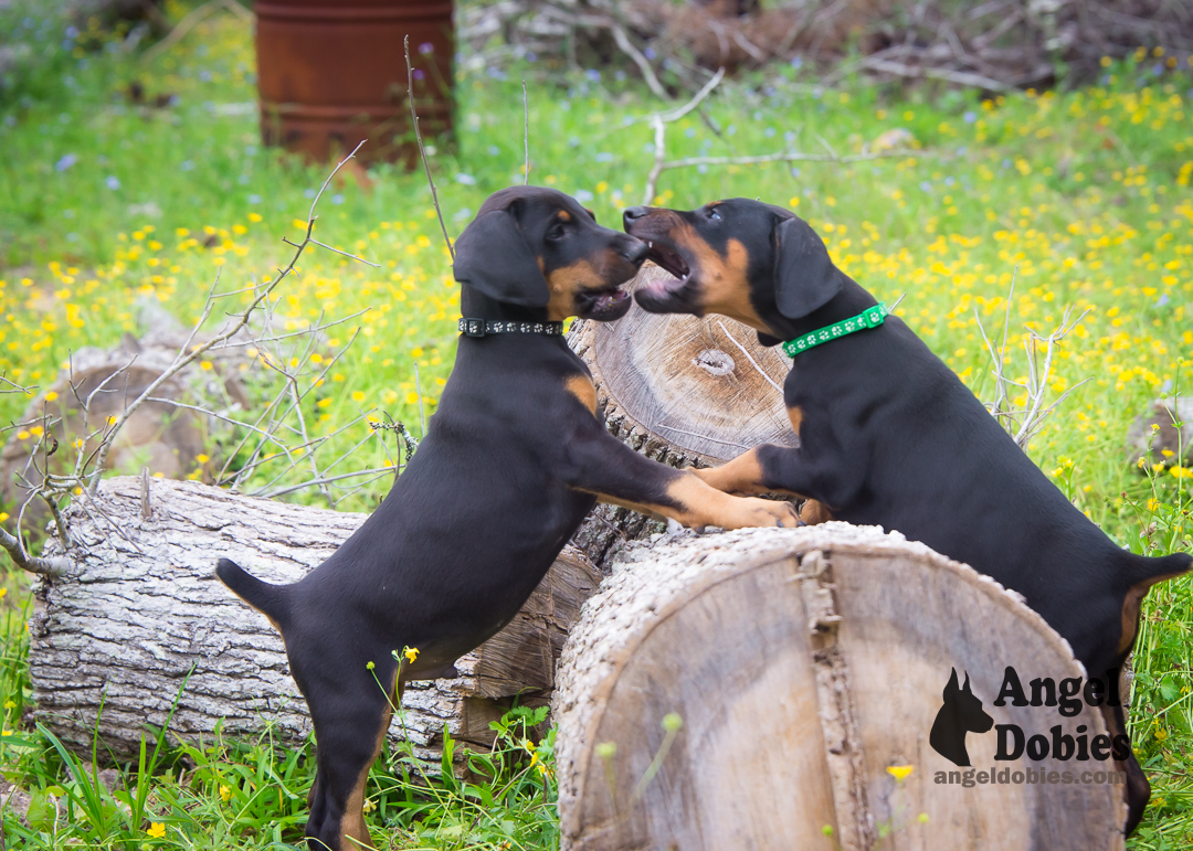 doberman puppy for sale Black-White collar