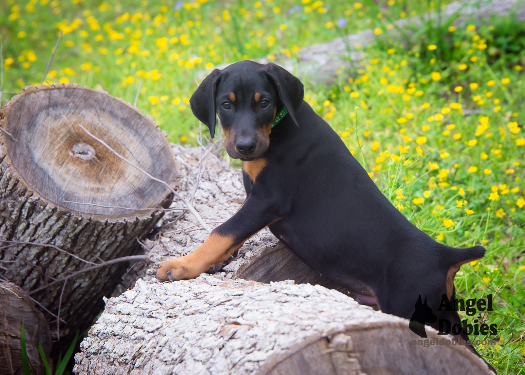 doberman puppy for sale Black-White collar