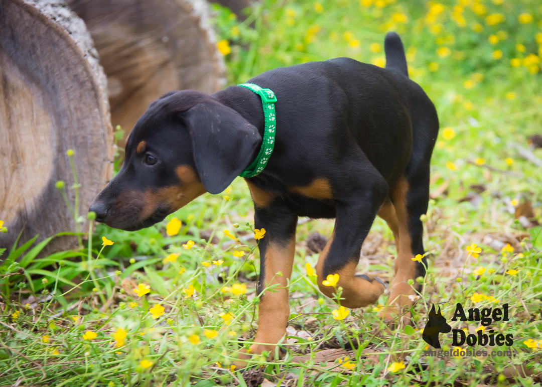 doberman puppy for sale Black-White collar