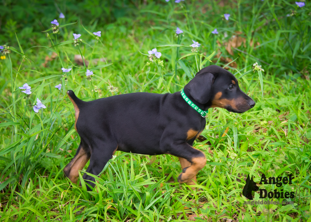 doberman puppy for sale Black-White collar