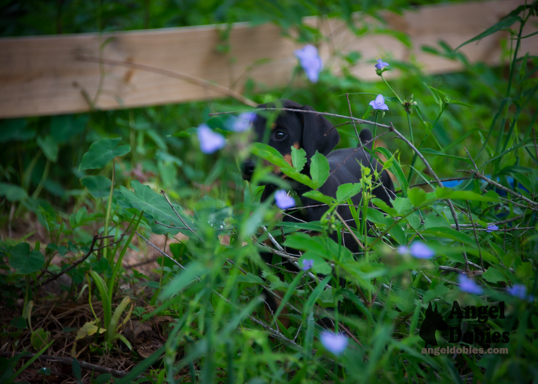 doberman puppy for sale Black-White collar