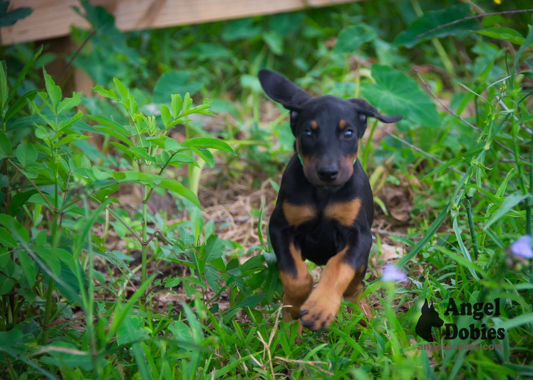 doberman puppy for sale Black-White collar