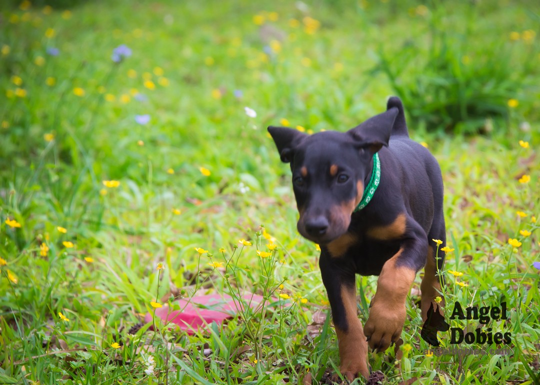 doberman puppy for sale Black-White collar