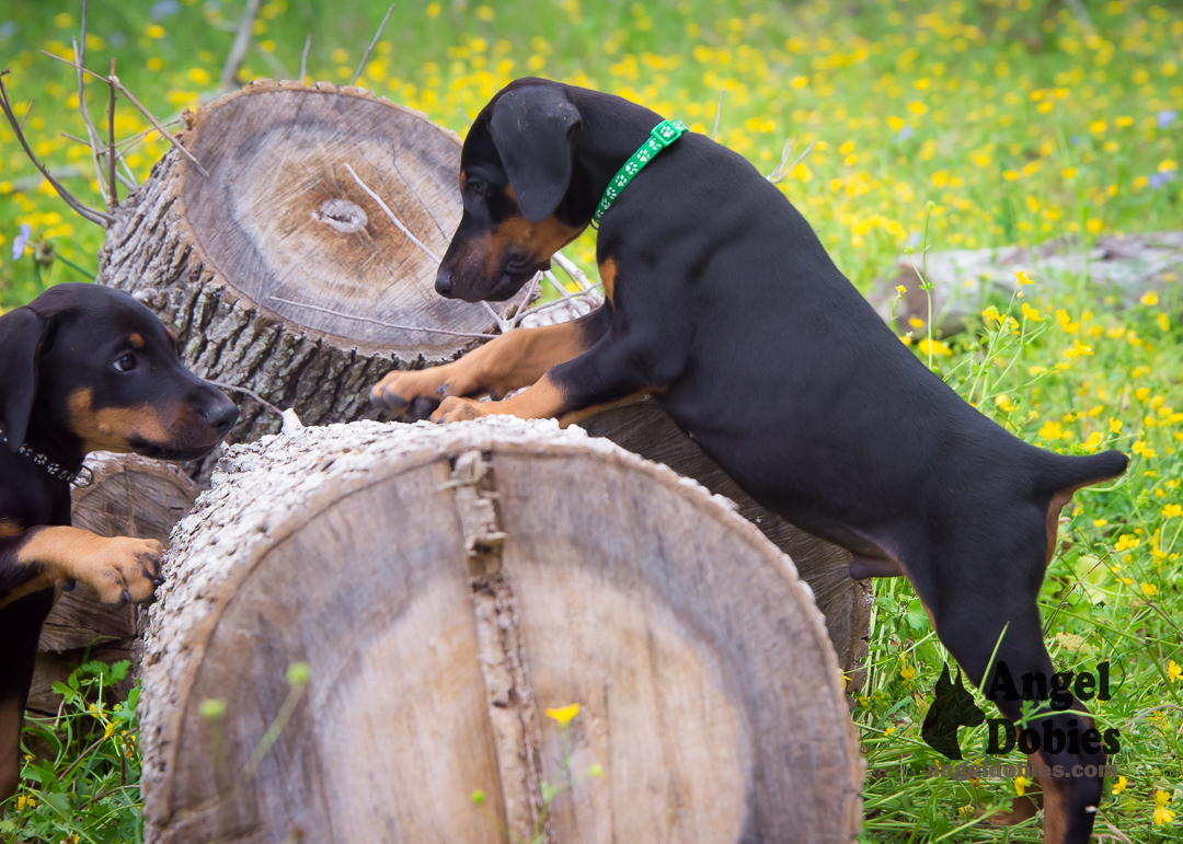 doberman puppy for sale Black-White collar