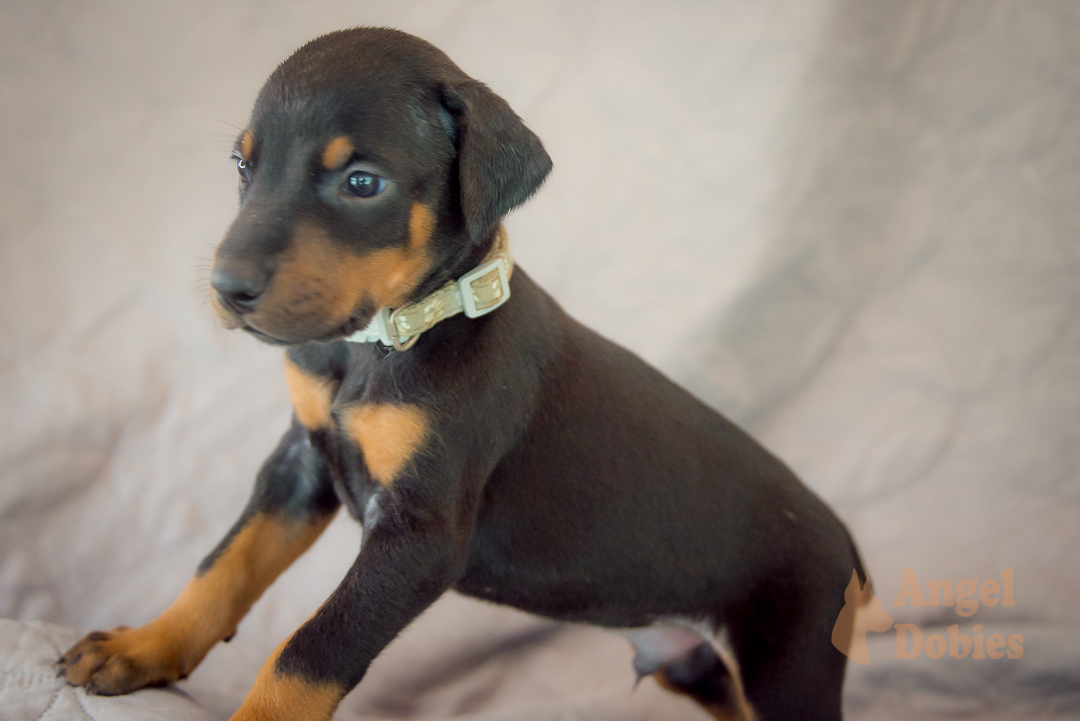 doberman puppy for sale with purple collar