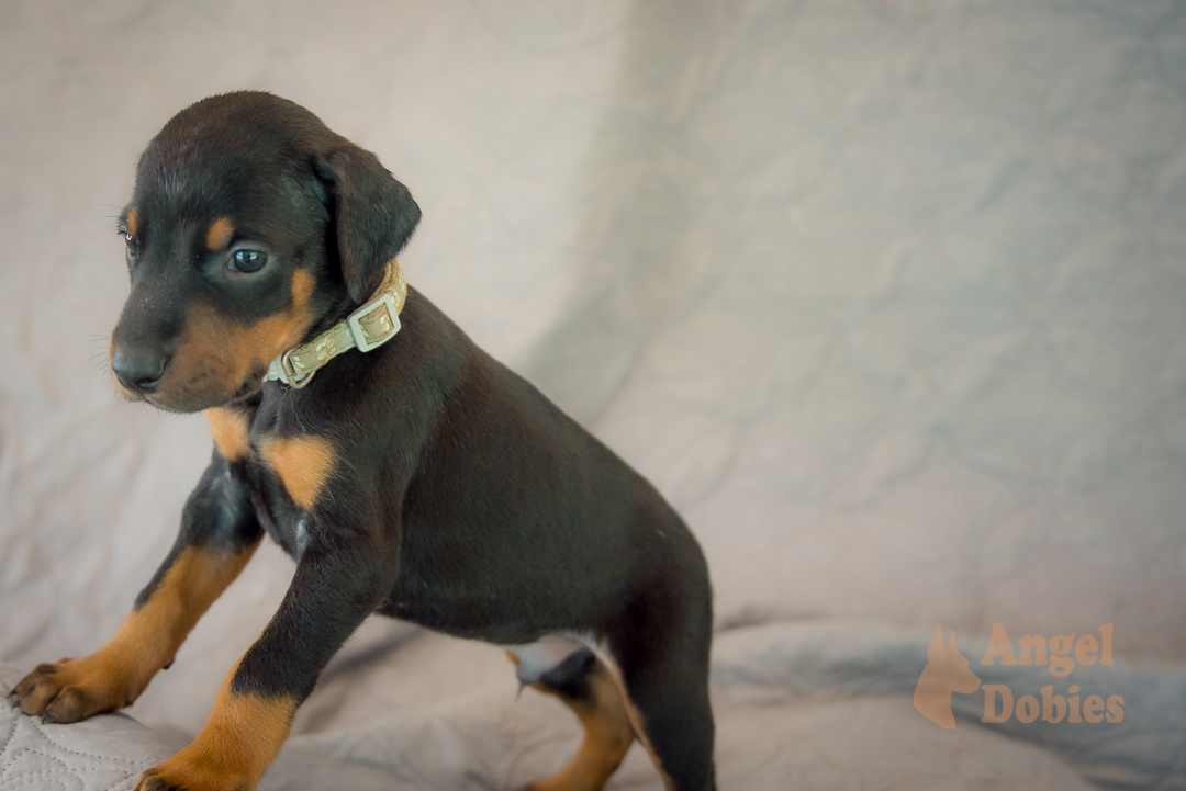 doberman puppy for sale with purple collar