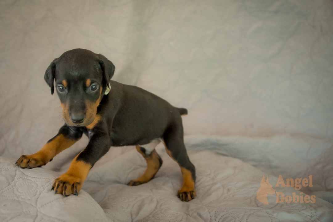 doberman puppy for sale with purple collar