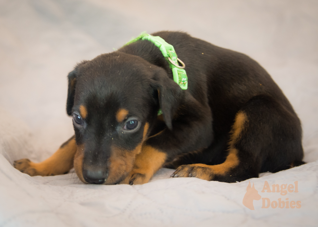 doberman puppy for sale Black-White collar