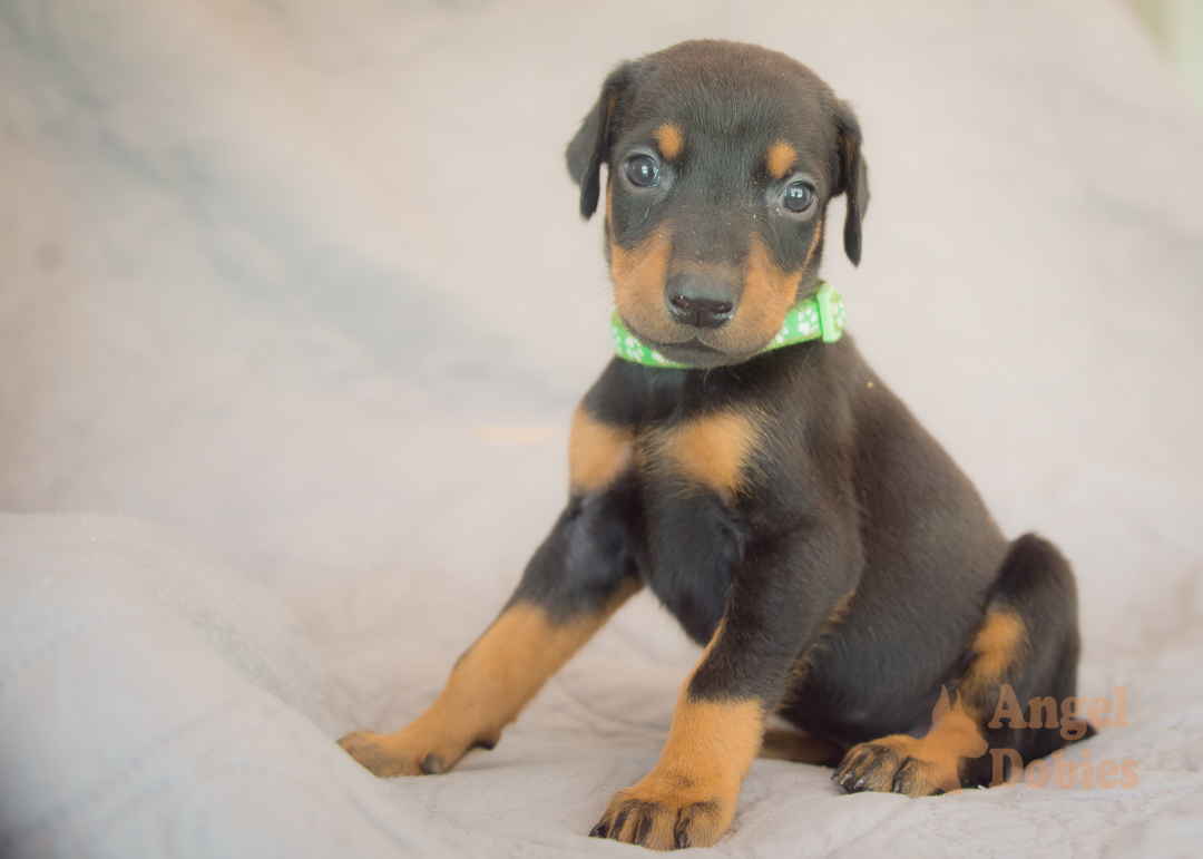 doberman puppy for sale Black-White collar