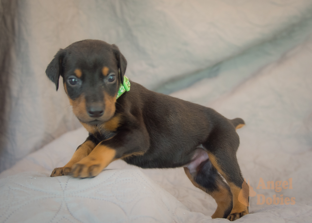 doberman puppy for sale Black-White collar